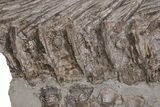 Fossil Ichthyosaur (Stenopterygius) Vertebrae & Ribs - Germany #206128-2
